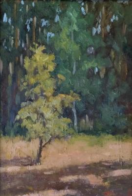 Sun and bush. Popov Sergey