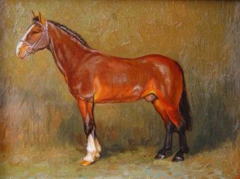 Irish Draught (Show Jumping). Kozhin Simon