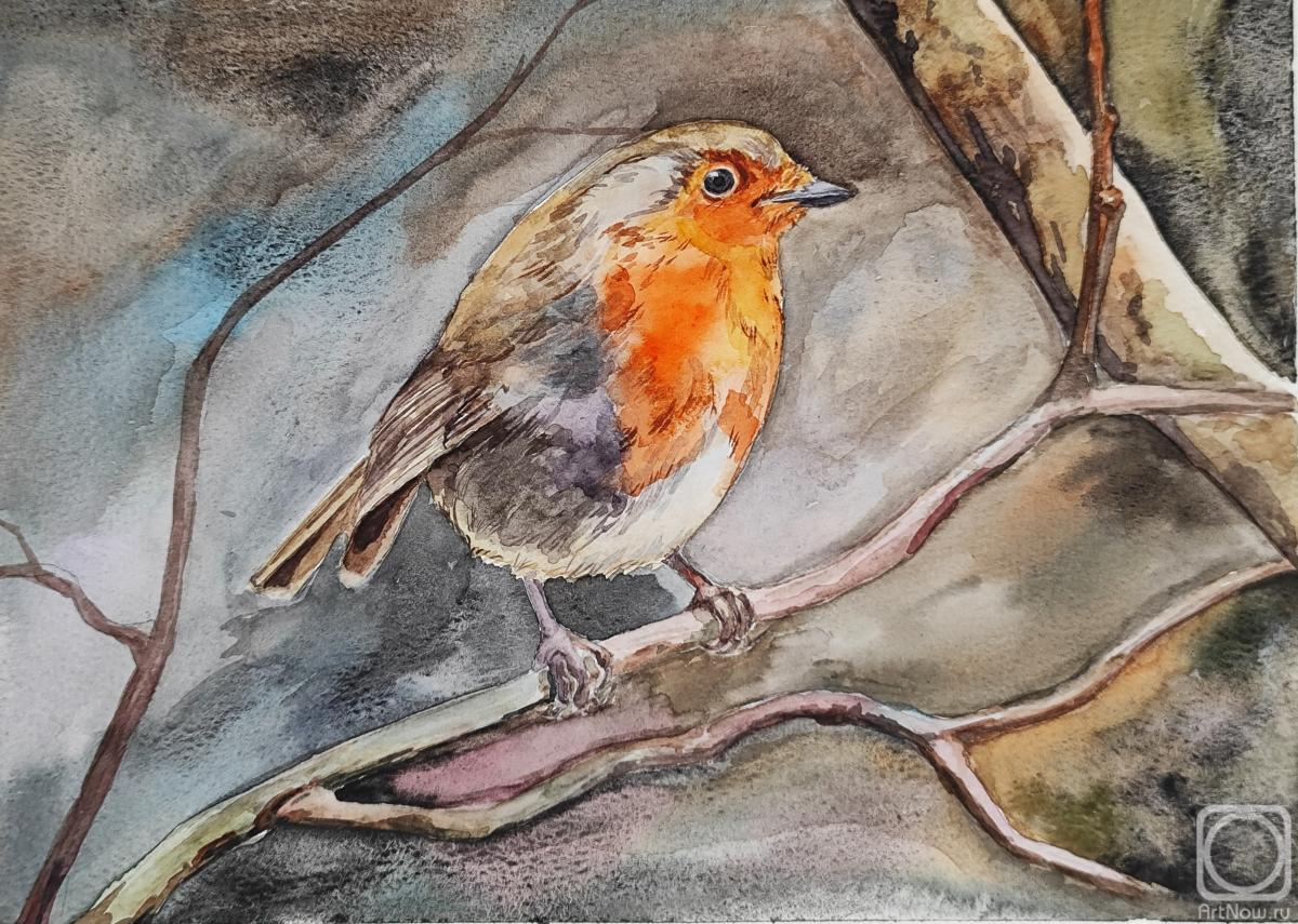 Lapina Albina. Robin