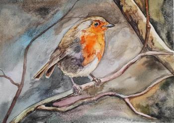 Robin. Lapina Albina