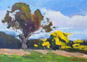 Mimosa blossoming. Australia. Zhukova Marina