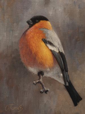 ������� ���������