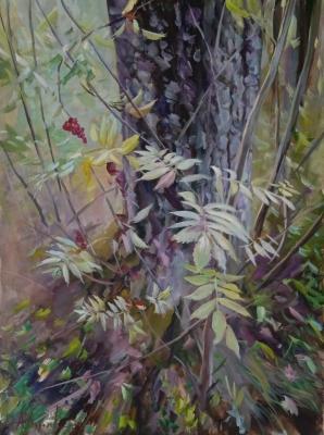 Rowan. Korolev Andrey