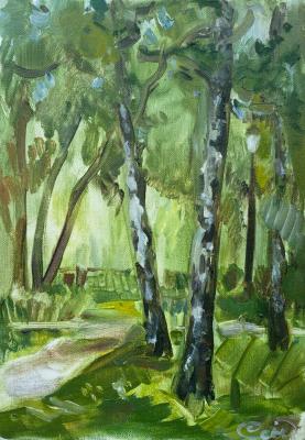 The end of summer in the Birch Grove