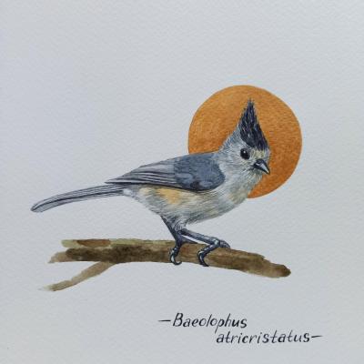 Birds. Black-crested