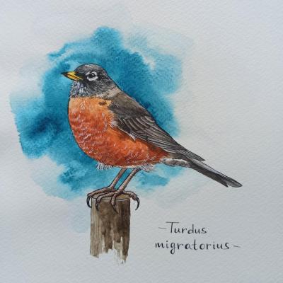 Birds. Wandering Thrush. Prokazyuk Anastasiya