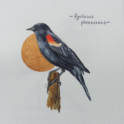 Birds. Redshoulder Troupial. Prokazyuk Anastasiya