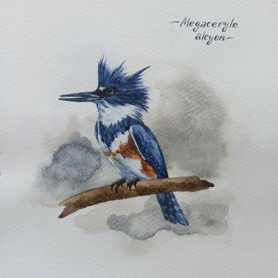 Birds. Collared kingfisher. Prokazyuk Anastasiya