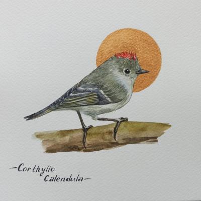 Birds. Ruby-headed kinglet. Prokazyuk Anastasiya