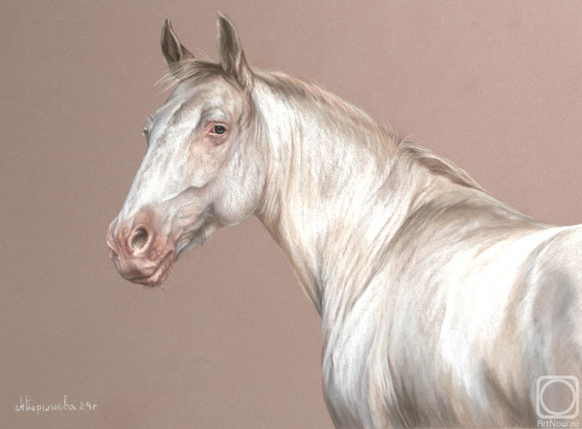 Pershneva Anna. Pink nose