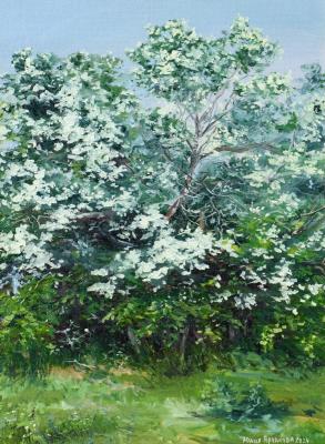 ������� ���������� (����)�