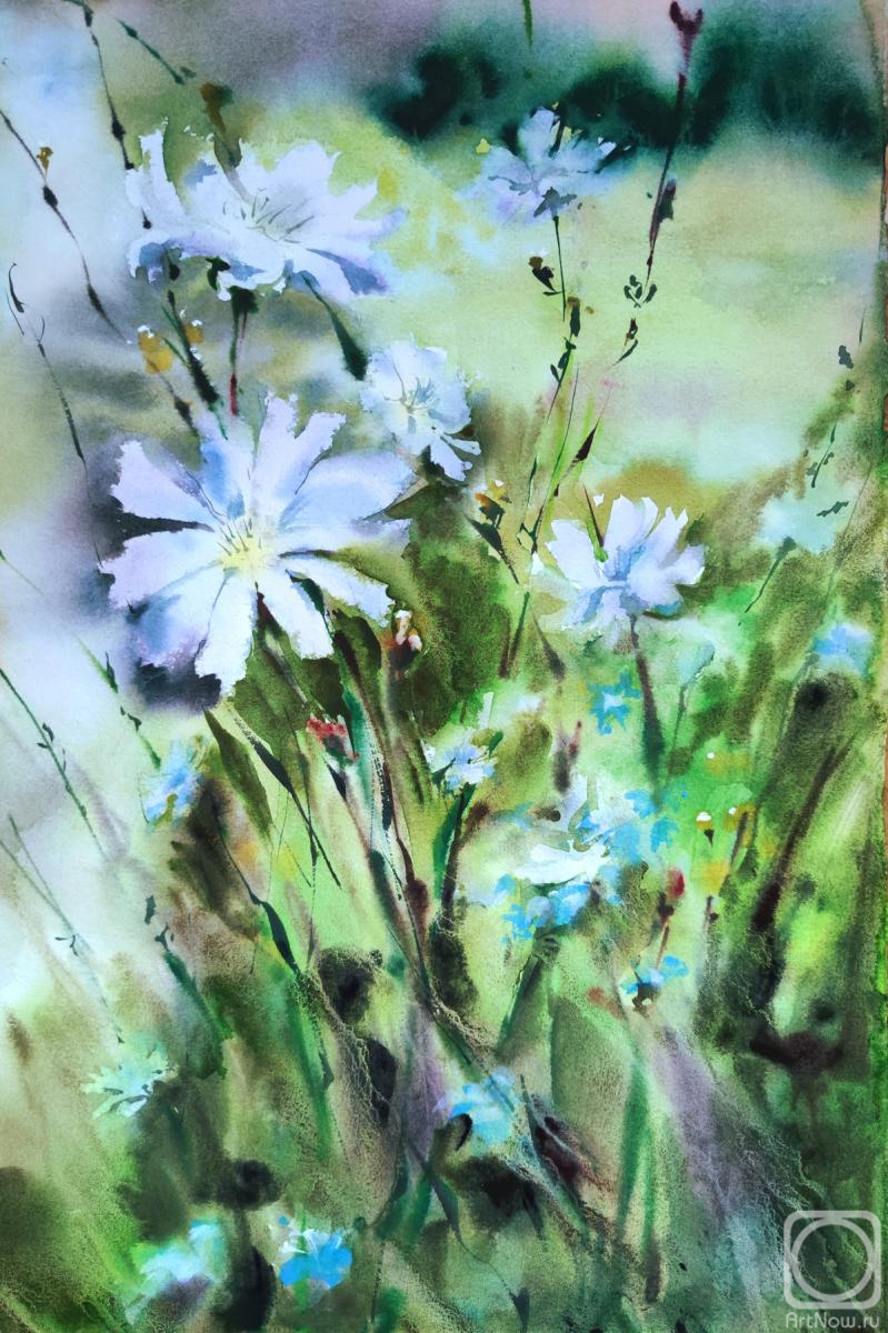 Krivoruchenko Elena. Field chicory