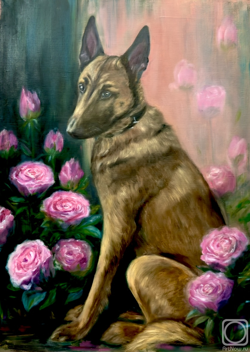 Ushanova Elena. Belgian Shepherd Dog