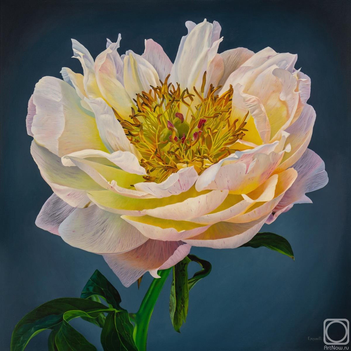 Elokhin Pavel. White Peony