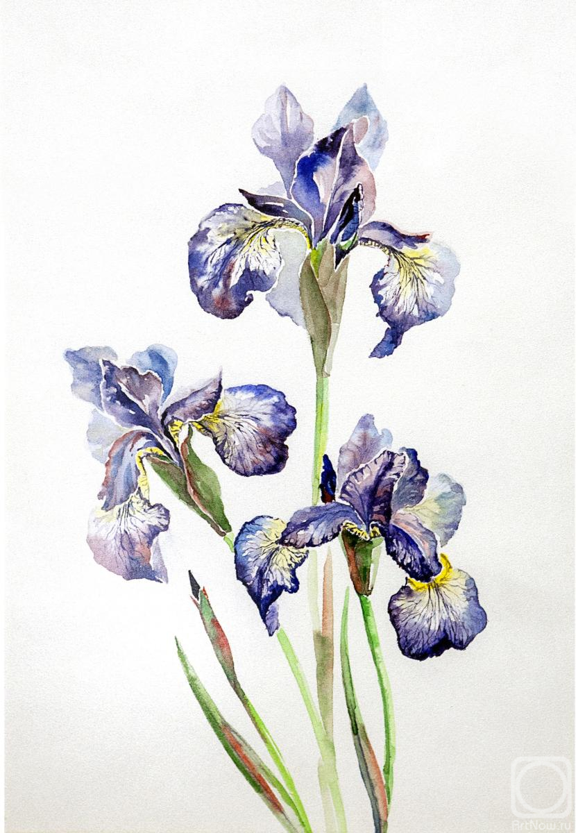 Kravchenko Yuliya. Irises