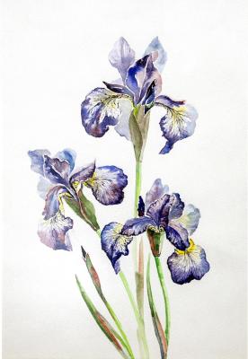 Irises
