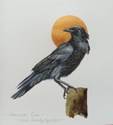 �����. ������������ �����. �������� ���������