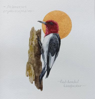 �����. ������������� �����. �������� ���������