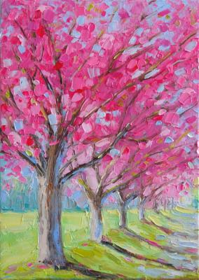 Spring cherry blossoms