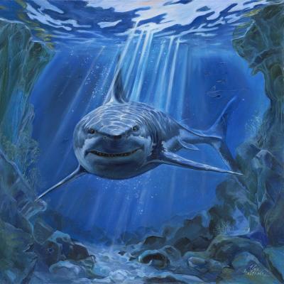 Shark. Belikova Olga