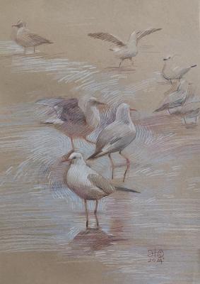 Baltic Seagulls. Zhukovskaya Yuliya