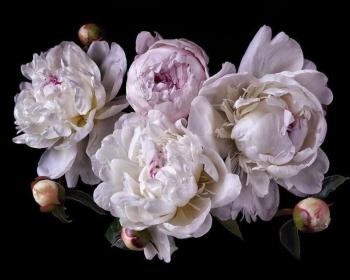Peonies on a dark background