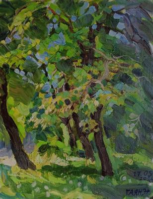 Blossoming linden trees. Dobrovolskaya Gayane