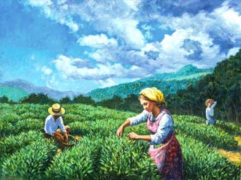 Tea picking in the mountains. Simonova Olga