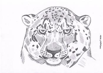 Snow leopard. Knyazev Mstislav