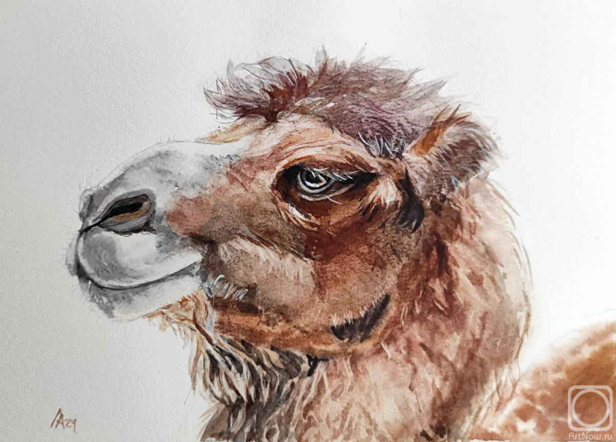 Lapina Albina. Untitled