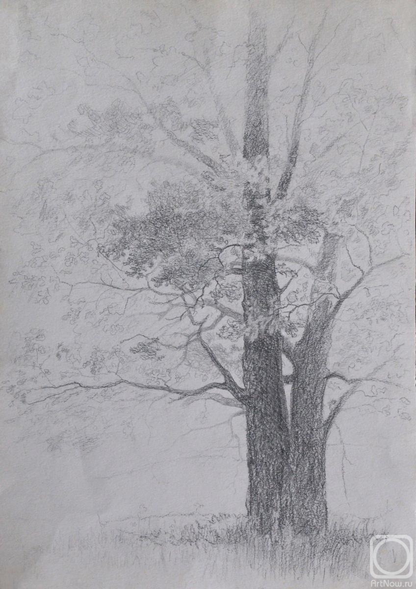 �������. ���������� �����. ���. ���������