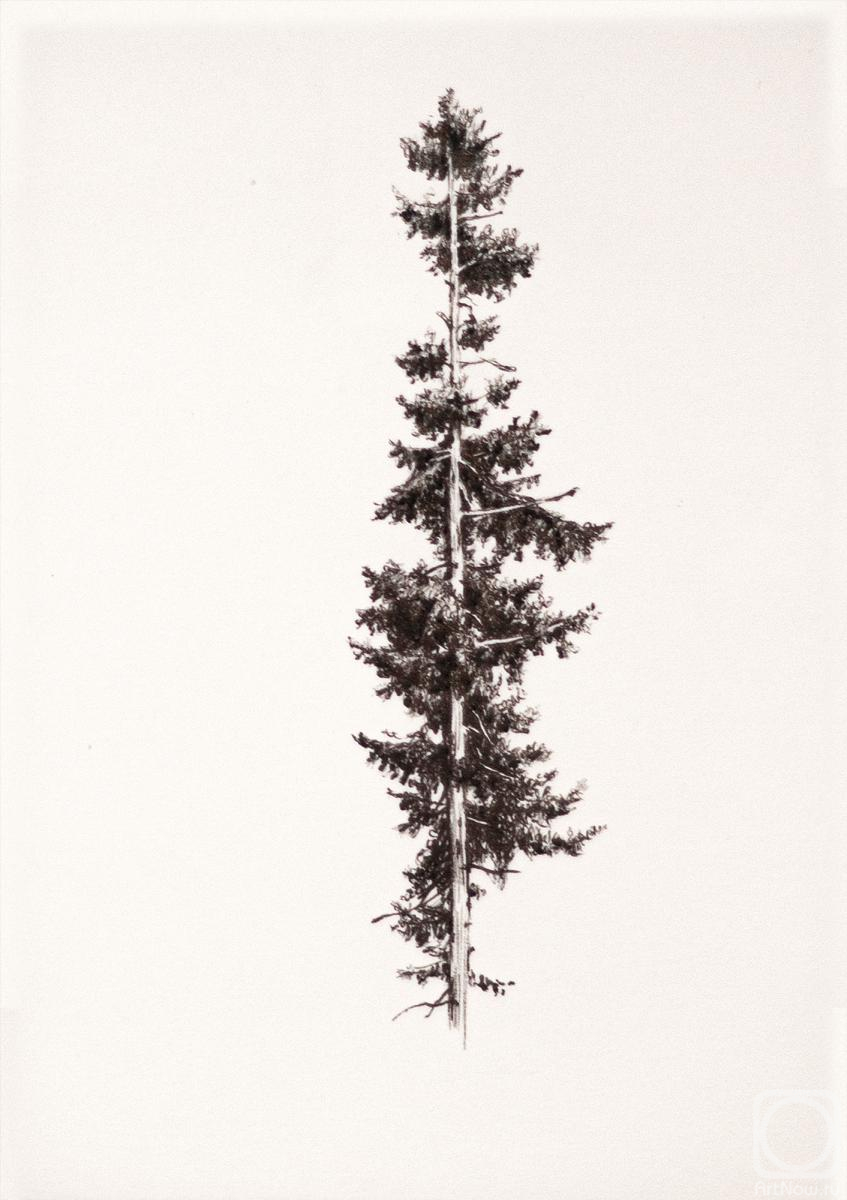 �������. �������� �����. �����