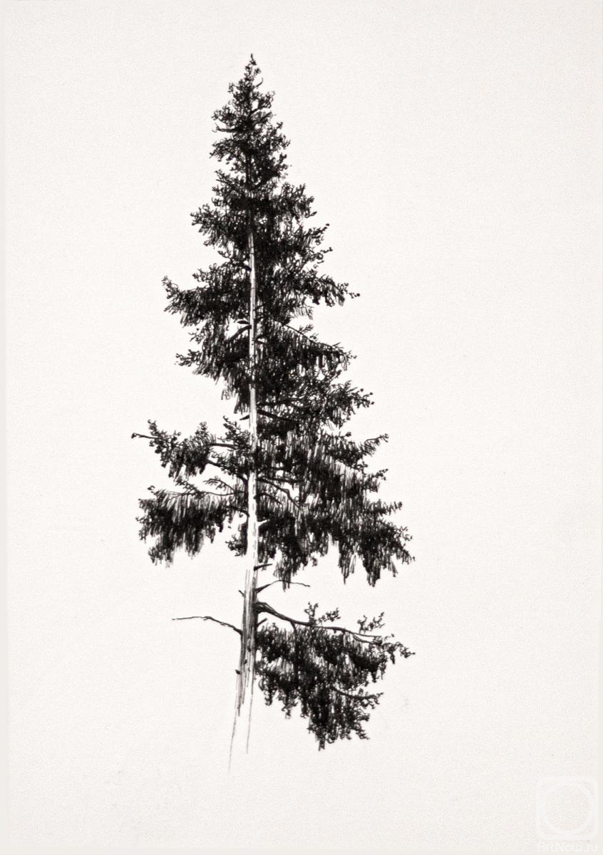 �������. �������� �����. �����