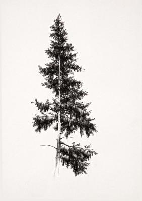 �����. �������� �����