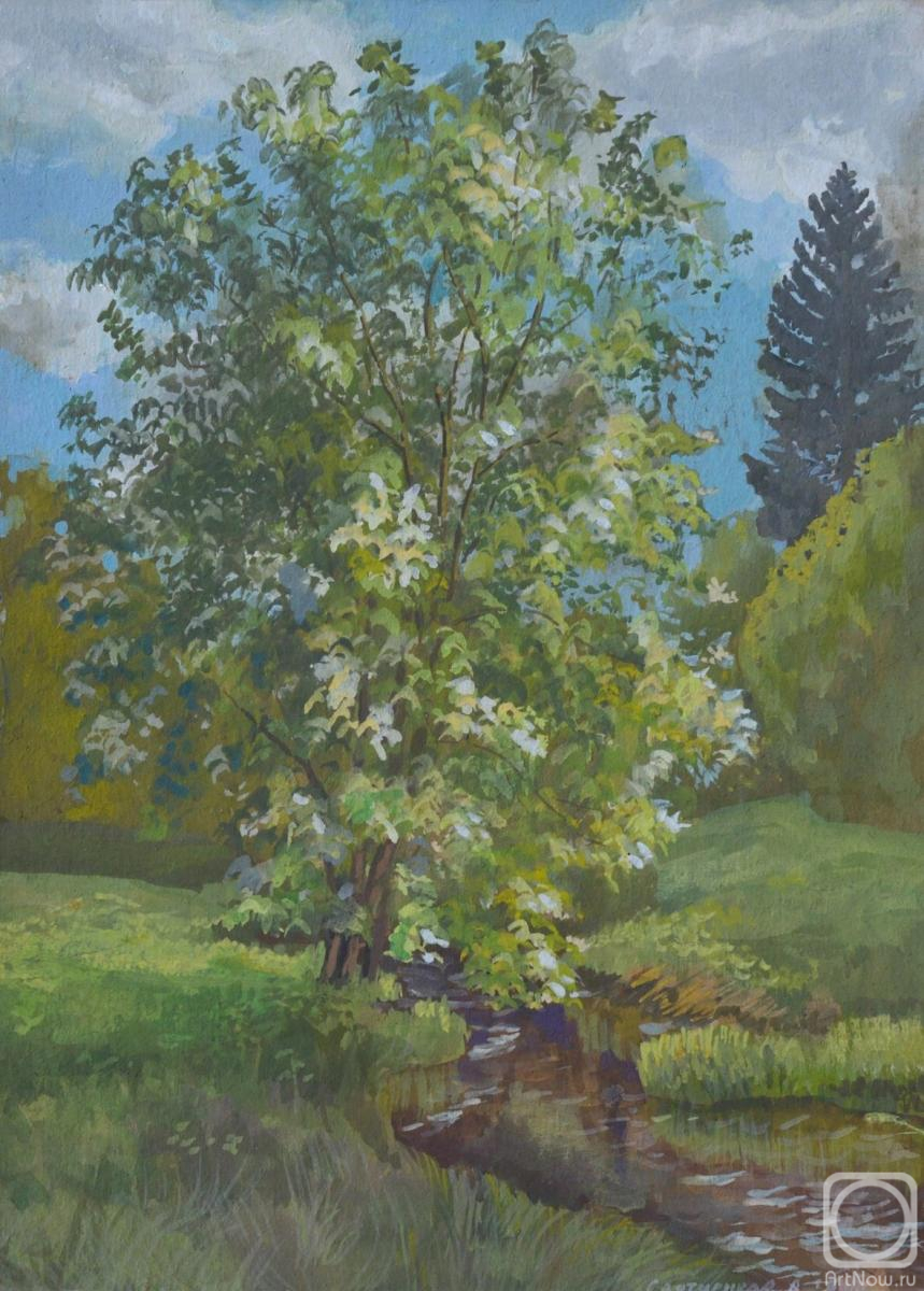 Svyatchenkov Anton. Bird cherry blossoms. Etude