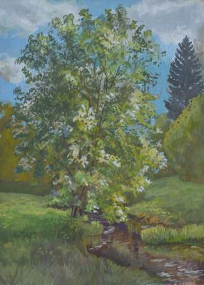 Bird cherry blossoms. Etude