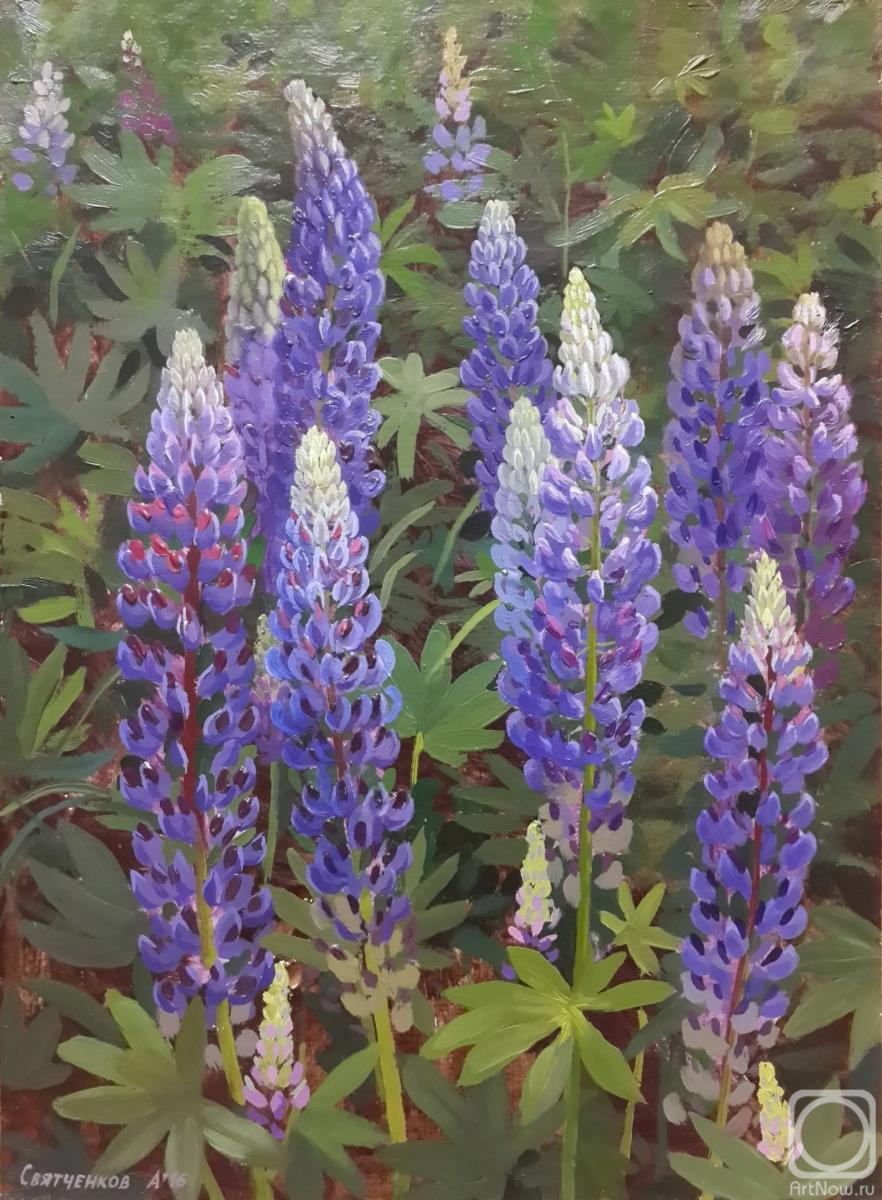 Svyatchenkov Anton. Lupines