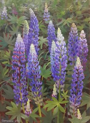 Lupines
