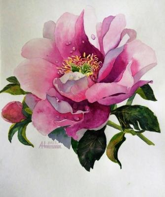 ����� ����