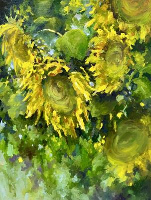 Sunflowers. August 2024