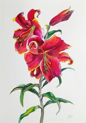 ������ ������� ��������. ������� �����