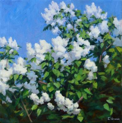 ����� ������. ����� �������