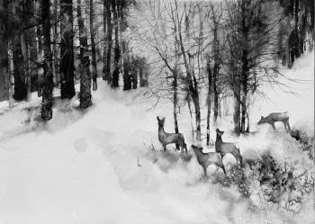 In the forest. Stoylik liudmila