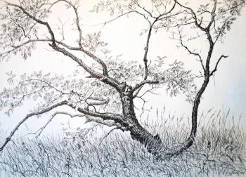 ������ ���