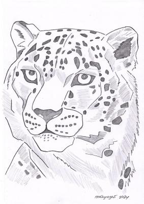 Snow leopard. Knyazev Mstislav