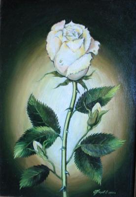 ����� ����