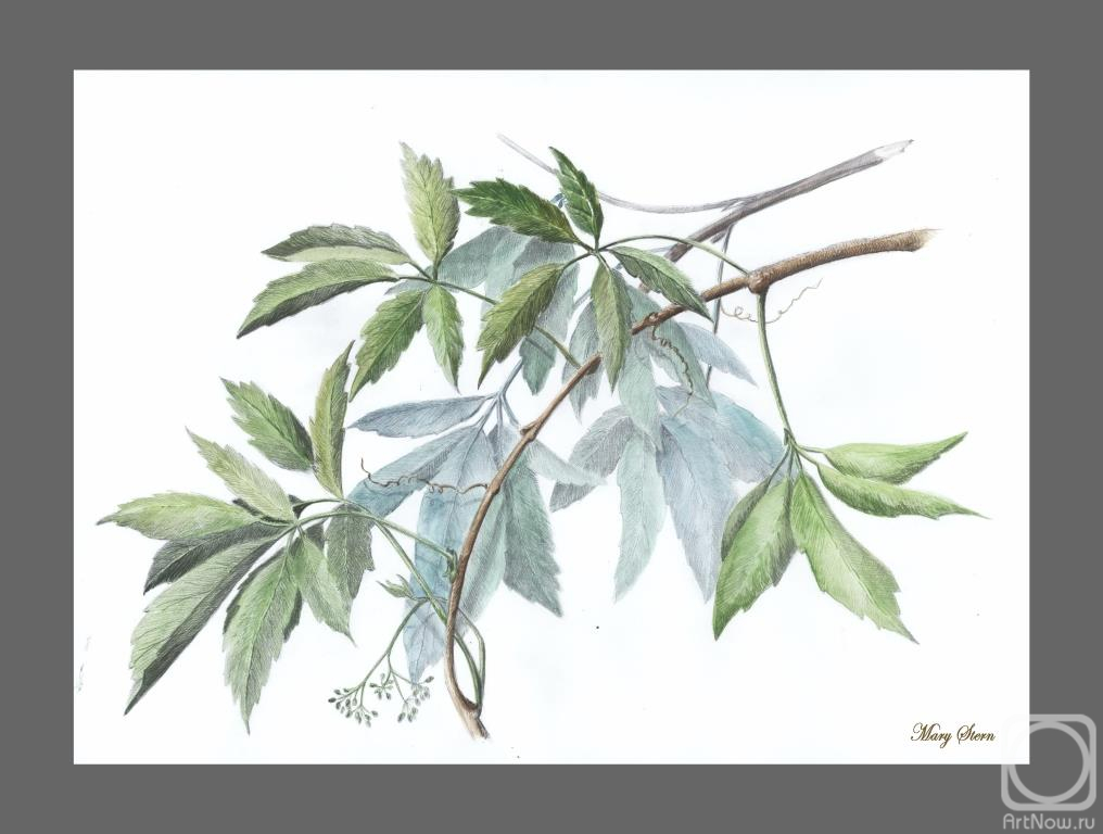 Skrypnikova Marina. Untitled