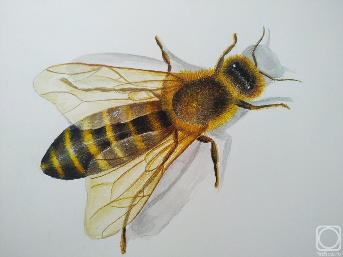 �������. ����������� ������. ������