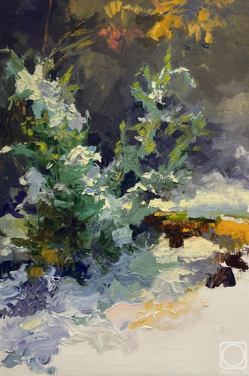 Tsurgan Olesya. Juniper under snow