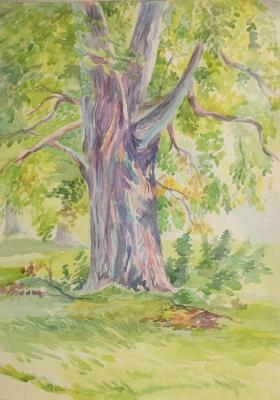 Free copy from watercolor by Shishkin I.I.